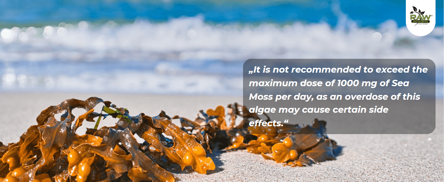 It is not recommended to exceed the maximum dose of 1000 mg of Sea Moss per day, as an overdose of this algae may cause certain side effects.