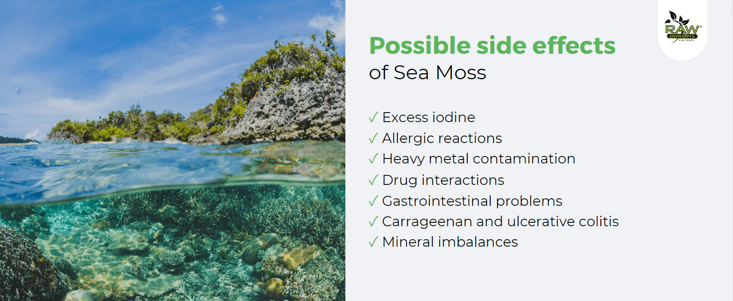 Possible side effects of Sea Moss: Excess iodine; Allergic reactions; Heavy metal contamination; Drug interactions; Gastrointestinal problems; Carrageenan and ulcerative colitis; Mineral imbalances