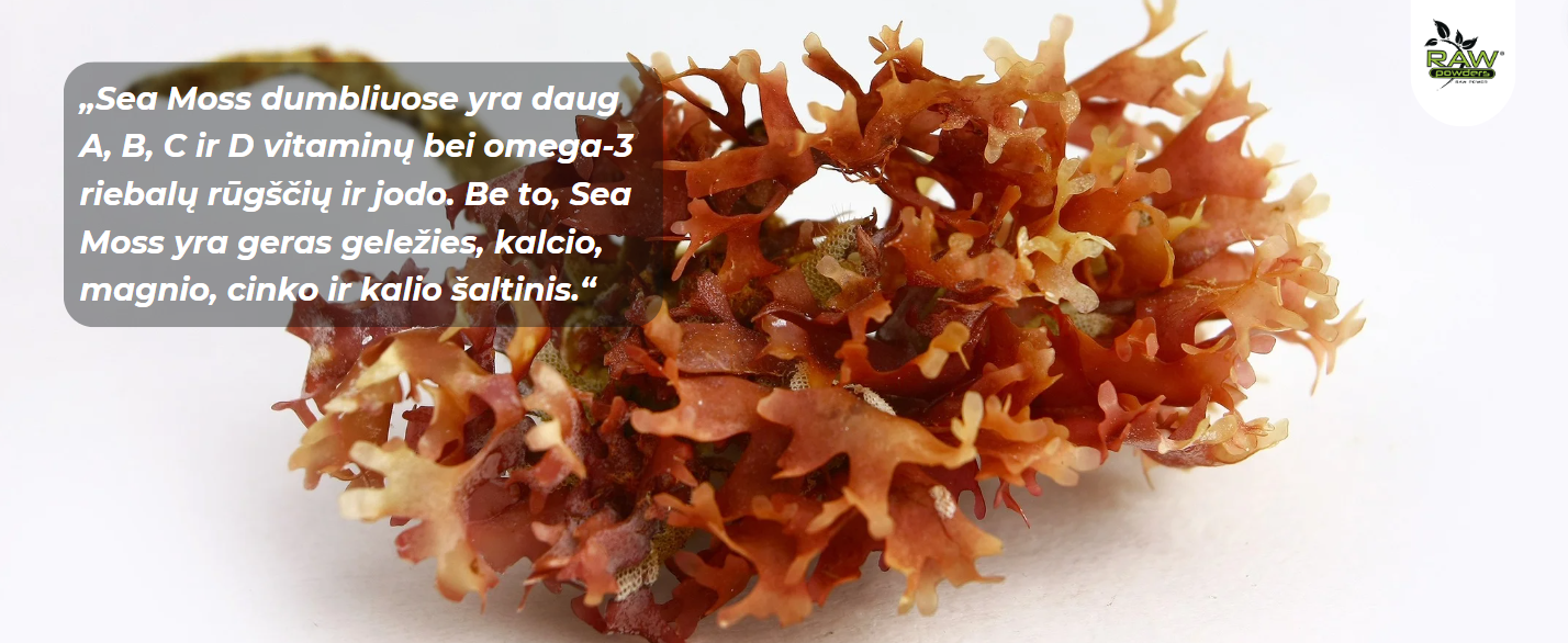 Sea Moss dumbliuose gausu mineralų ir vitaminų