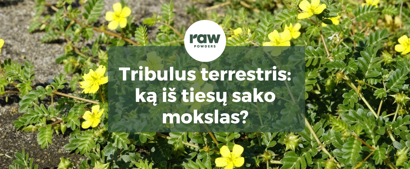 Tribulus terrestris: ką iš tiesų sako mokslas apie šį augalą?