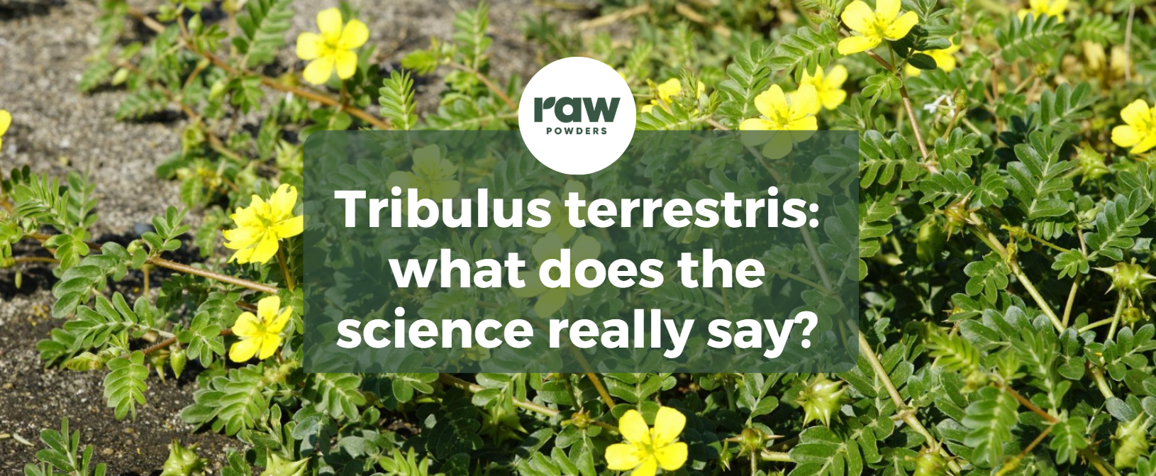 Tribulus Terrestris: what does the science really say?