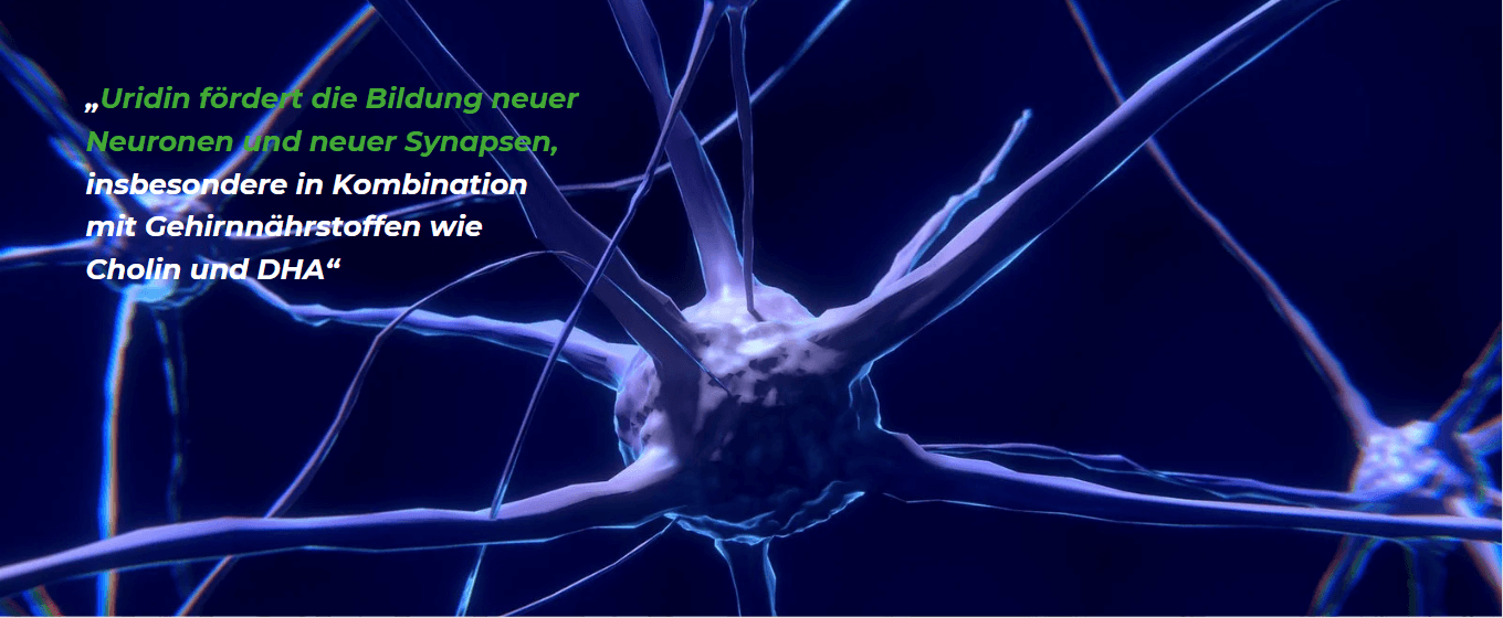 Uridin fördert die Bildung neuer Neuronen und neuer Synapsen, insbesondere in Kombination mit Gehirnnährstoffen wie Cholin und DHA