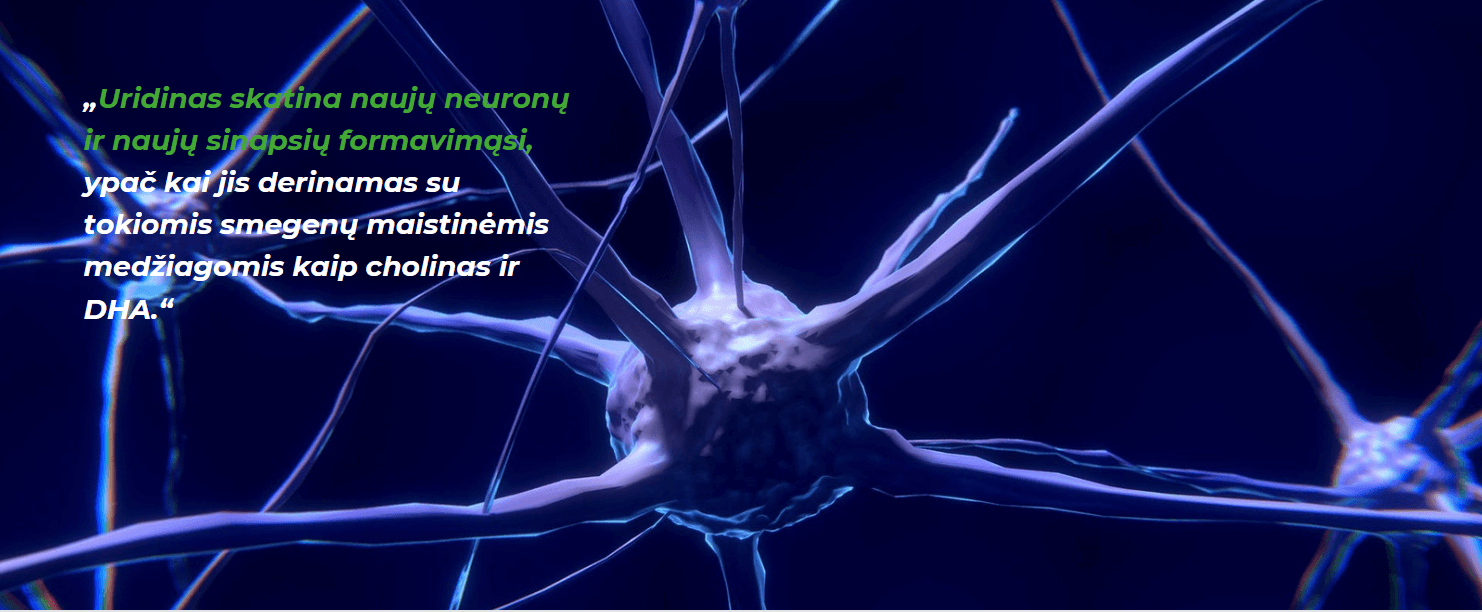 Uridinas skatina naujų neuronų ir naujų sinapsių formavimąsi, ypač kai jis derinamas su tokiomis smegenų maistinėmis medžiagomis kaip cholinas ir DHA.