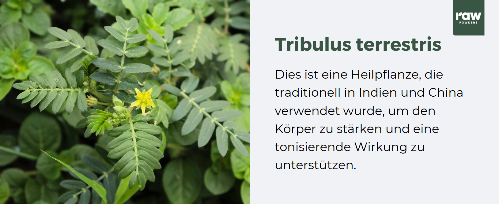 was ist tribulus terrestris