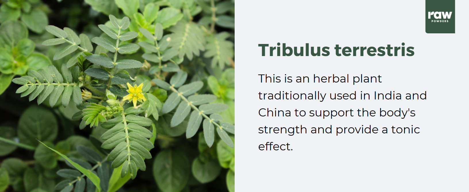 What is tribulus terrestris